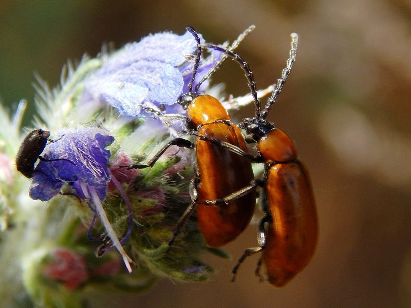 Coleottero da ID - Exosoma lusitanicum (Chrysomelidae)